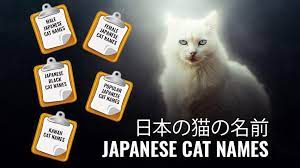 Do you like the idea of giving her a name that has a bit of an attitude, or that will be popular and liked universally for it's cool. Unique Girl Cat Names Japanese Hno At