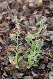 Image result for Gnaphalium