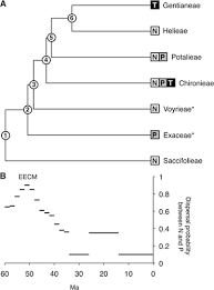 Image result for Exochaenium oliganthum