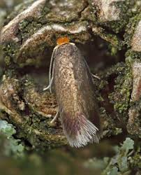 Image result for Stigmella ulmariae