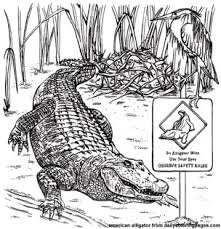 The realistic alligator moms and baby coloring page also available in pdf file. 20 Free Printable Alligator Coloring Pages Everfreecoloring Com
