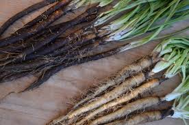 Salsify And Scorzonera The Rarer Roots Unique Vegetables Parsnips Roots