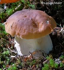 Die steinpilz saison lässt sich nicht klar definieren, da sie abhängig von der witterung ist. Steinpilze Boletus