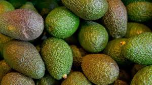 Avocadokern pflanzen, pflege doch ab wann und wo genau am avocadobaum erfolgt ein rückschnitt? Warum Wir Keine Avocados Mehr Essen Sollten Gesundheit