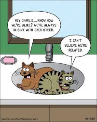 Pin On Crazy Cat Lady