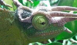 chamaleons benotigen auch uvb beleuchtung auf jeden fall eine uvb lampe 35 watt uber der gaze anbringen damit die tiere nic instagram posts instagram animals