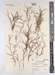 Image result for Diplacrum africanum