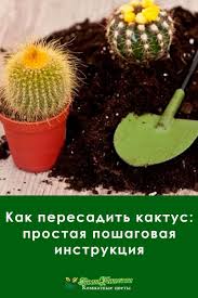 домашних условиях комнатные цветы фото и названия и уход за ними Kak Peresadit Kaktus Prostaya Poshagovaya Instrukciya V 2020 G Kaktus Rasteniya Domashnie Rasteniya