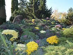 Crizantemele sunt unele dintre cele mai cunoscute și apreciate flori de toamnă. Gradina Botanica Iasi Expozitie Flori