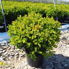 Image result for Buxus acutata