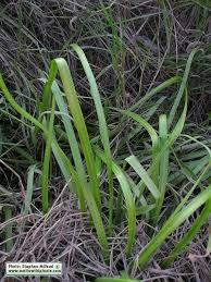 Image result for Nothoscordum borbonicum