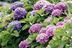 Hydrangea verwöhnen die hobbygärtner mit einer langen blütezeit. Hortensien Pflanzen Pflegen Vermehren Schoner Wohnen