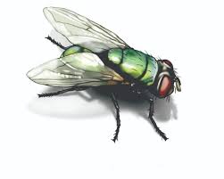 Why did all these flies start coming up and where did they come from, and what can i do to prevent them from coming into the house? Green Bottle Fly Get Rid Of Green Bottle Flies In House