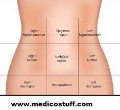 Abdominal surface anatomy can be described when viewed from in front of the abdomen in 2 ways: Abdominal Quadrants And Its Contents Abdominal Organs By Region Medicostuff