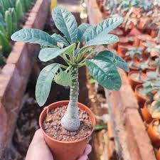 Image result for Dorstenia nyungwensis