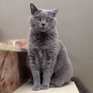 - Florida British Shorthair Rescue - ADOPTIONS - Rescue Me!
