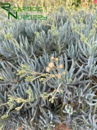 Image result for Senecio greenwayi