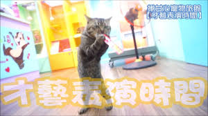 貓咪站起來吃肉泥 新竹 揪甘心寵物旅館美容 新竹寵物住宿 竹北寵物住宿 新竹寵物美容 貓咪旅館 貓咪住宿 寵物旅館 新竹貓旅館 寵物安親 竹北 cats animals
