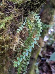 Image result for Lellingeria