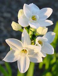 Wreckorated Paperwhite Flowers Winter Flowers Narcissus Flower