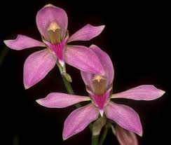 Image result for Ancistrochilus rothschildianus