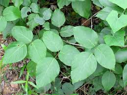 Image result for Canavalia cathartica