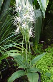 Image result for Habenaria malacophylla