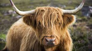 60 litre süt veren inekler holstein mı? Highland Inegi Anavatani Iskocya Olan Bu Inek Avustralya Yeni Zelanda Avrupa Kanada Ve Abd De De Yasar Sutunun Yag Icerigi Highland Cattle Cow Highland Cow