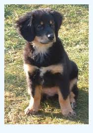 Golden mountain dog = g olden retriever & bernese mountain dog. Questions For About Bernese Mountain Dog Mix Dog Breed