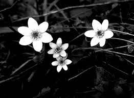 38,882 free images of white flowers. Black And White Flowers Wallpapers Hd Black And White Flower 972x714 Wallpaper Teahub Io