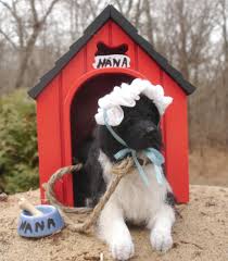 Pin On Designer Dog Miniatures