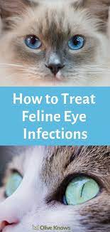 How To Treat Feline Eye Infections Oliveknows Kitten Eye Infection Cat Eye Infection Cat Parenting