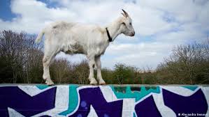 Ever wondered what g o a t means? City Kids Urban Goat Farming In Bristol Global Ideas Dw 27 04 2021