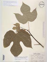 Image result for Firmiana