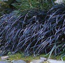 Black Mondo Grass Black Mondo Grass Mondo Grass Plants