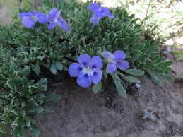 Image result for Aptosimum