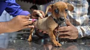 Check spelling or type a new query. The Pros And Cons Of Pet Insurance Marketwatch