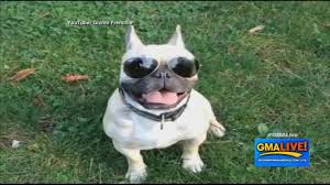Unedited dog skateboarding like a pro bulldog skateboarding. French Bulldog Shreds Up The Skate Parks Video Abc News
