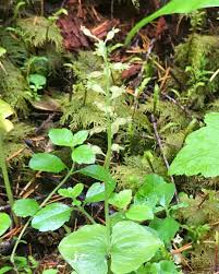 Image result for Nesaea cordata