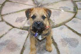 Border Terrier Puppies Google Search Border Terrier Puppy Border Terrier Terrier