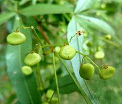 Image result for Searsia leptodictya