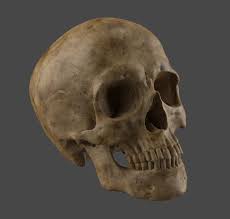 Human Skull 3d Model Human Skull Skull Model 3d Model Character