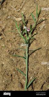 Image result for Polygala erioptera