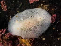 Image result for Cuviera tomentosa