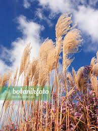 Image result for Miscanthus sinensis