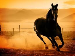 مدونة الشرق الاوسط للصور صور احصنة خيول 3 Horses Beautiful Horses Show Horses