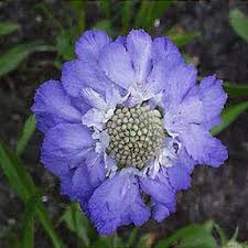 Image result for Scabiosa drakensbergensis