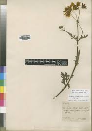 Image result for Bidens oligoflora