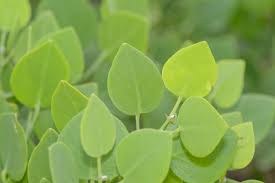 Image result for Capparis cartilaginea