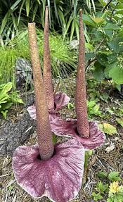 Image result for Amorphophallus abyssinicus